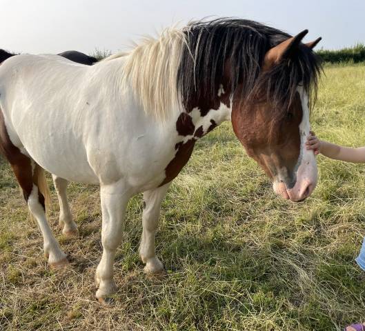 Poney ONC pie bai 