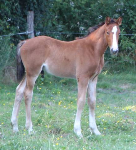Poulain PFS Goldwyn x fleuron st lois x thurin