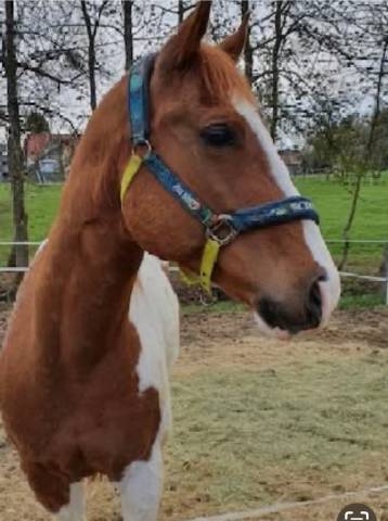VENDS très beau QUARTER HORSE 