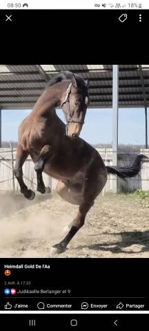 Hongre loisir/obstacle