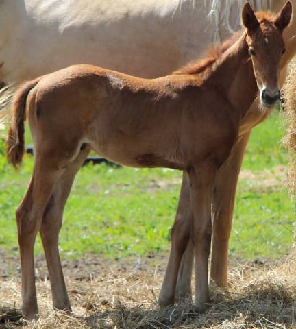 Poulain SF (papillon de l odyssee x ernest )
