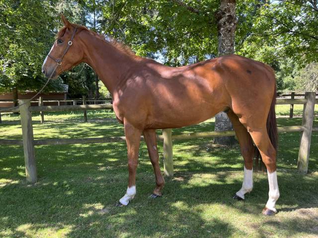 Super cheval polyvalent 