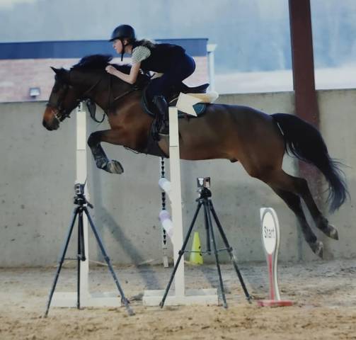 Poney de sport 