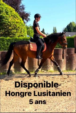 Pur sang lusitanien 