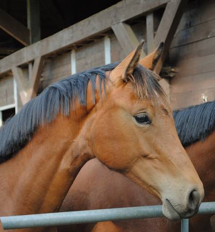 Pouliche par Pegase Van’t Ruytershof