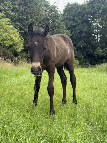 Foal Connemara Part bred