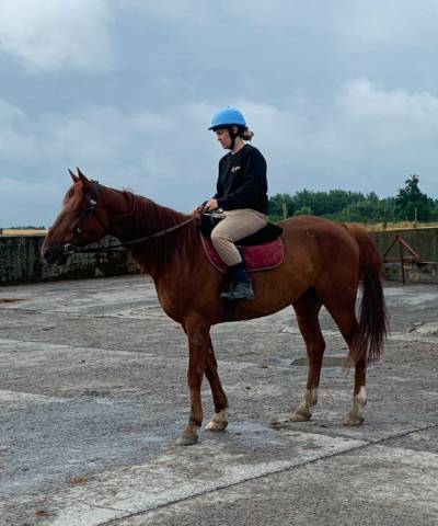 Magnifique hongre 8 ans