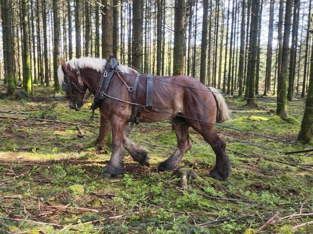 Jument trait Belge de 6 ans