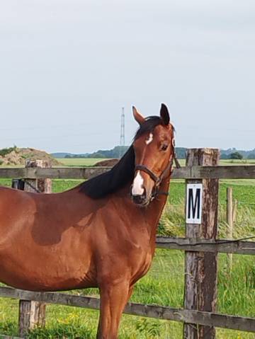Hongre 2 ans origine dressage 