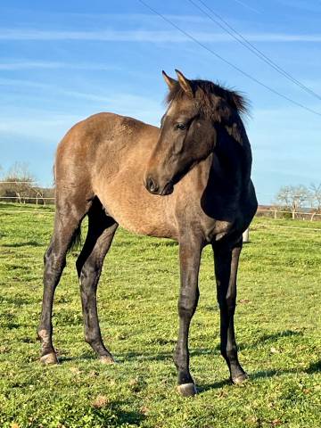 Mâle par Toèmme de Regor Z (Chacco Blue) x Canturo 