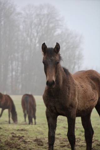 M&acirc;le par To&egrave;mme de Regor Z (Chacco Blue) x Canturo 