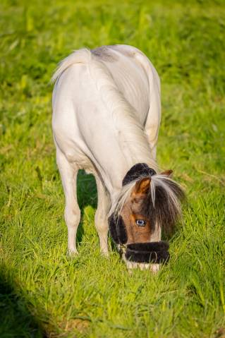 Cheval miniature 