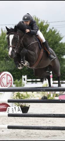 Magnifique hongre CSO 11 ans