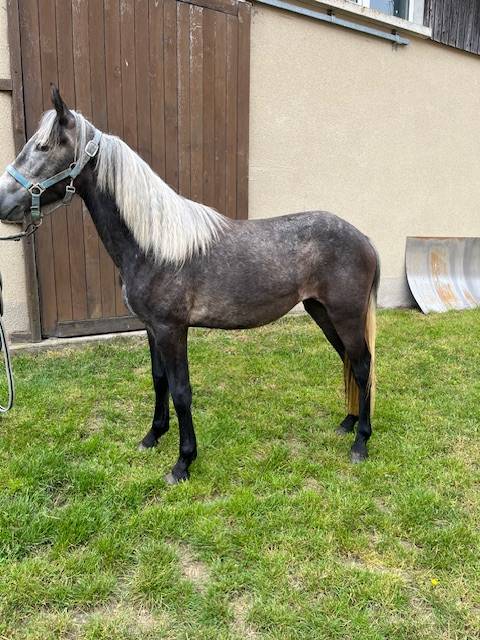 PONEY CONNEMARA FEMELLE NEE EN 2023