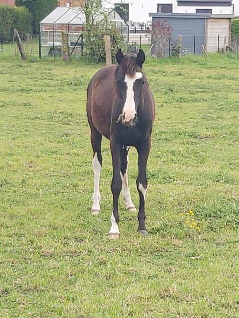 Pouliche 