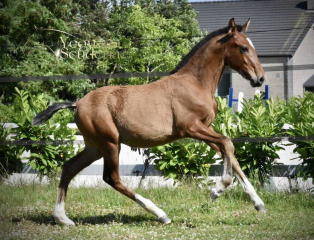 Poulain PRE PP par Poeta de Susaeta 