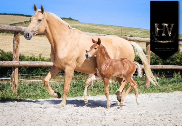 Pouliche kwpn Vitalis x Furstentern x Baron