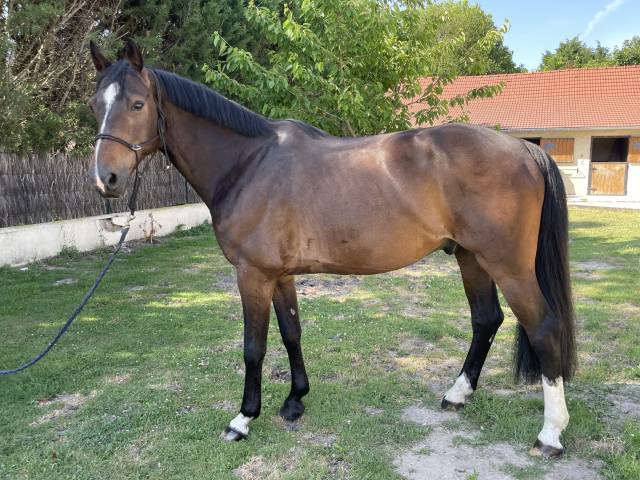 Hongre 7ans Casall x Quick Star