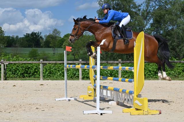 Magnifique jument KWPN de 7 ans