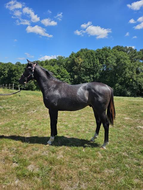 yearling pur sang à vendre ou louer
