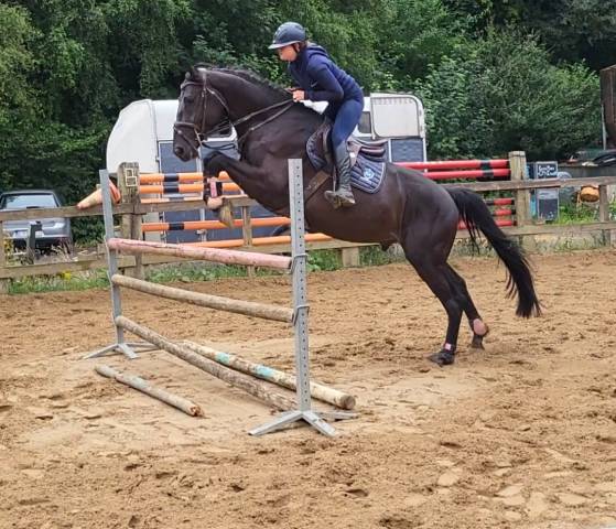 A vendre chevaux de 4 ans avec de très bonnes origines 