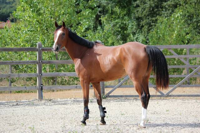 Jument BWP Cheval de Sang Belge A vendre 2021 Bai par Hardrock Z