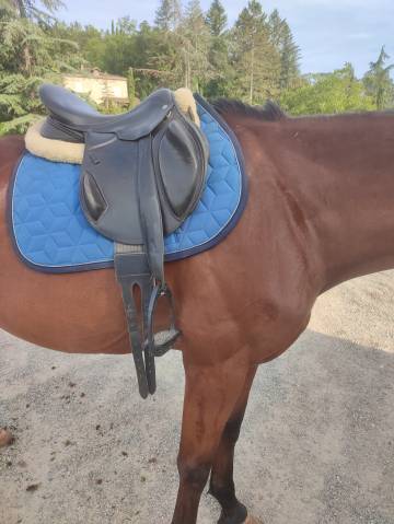 Selle monoquartier mixte noire taille 17.5