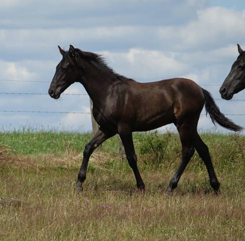 Poulain PRE noir pp