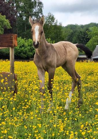 Magnifique poulain isabelle 