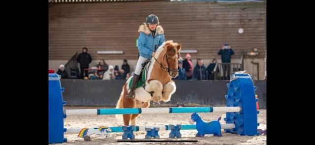 FANTASTIQUE SHETLAND A VENDRE