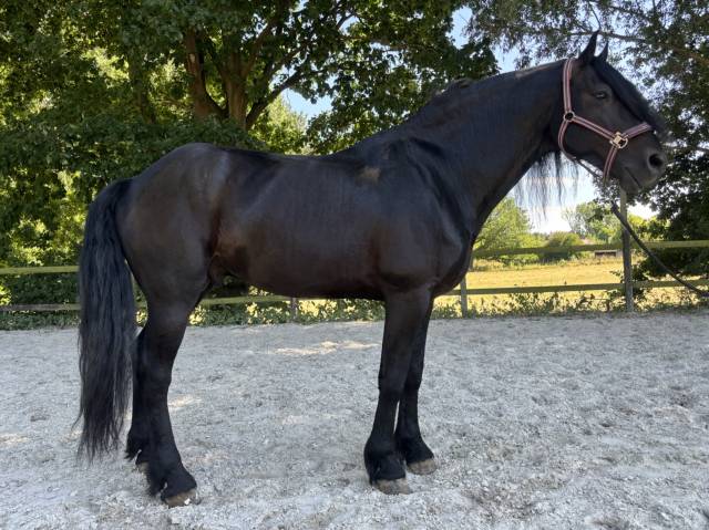 Magnifique étalon de 8 ans