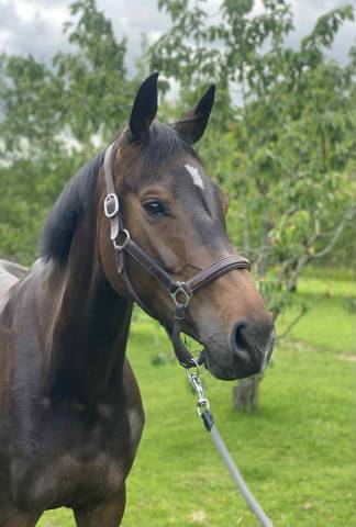 Jument de 6ans (2019) par Gentleman FRH (CCE 3*, Lion d