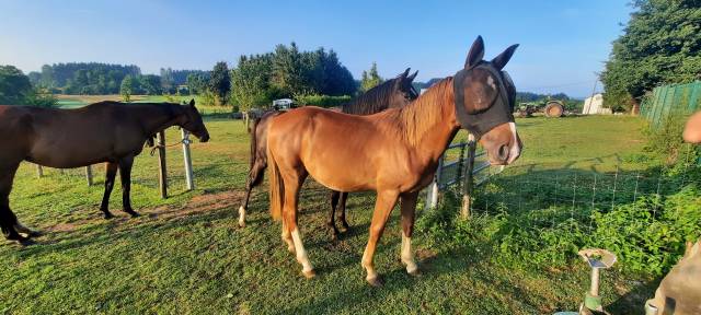 Poulains appaloosa à vendre 