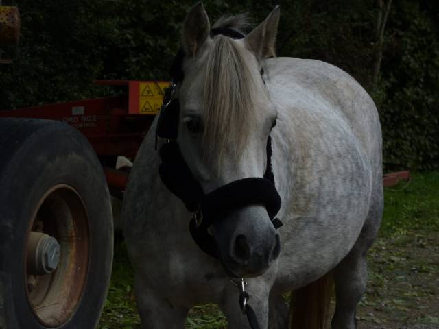Licol poney/ cob