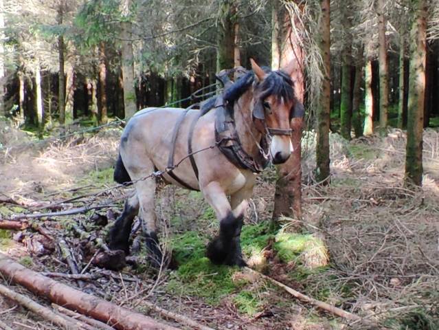 Jument trait belge de 3 ans