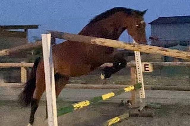 SF originel, 4 ans, très gentil 