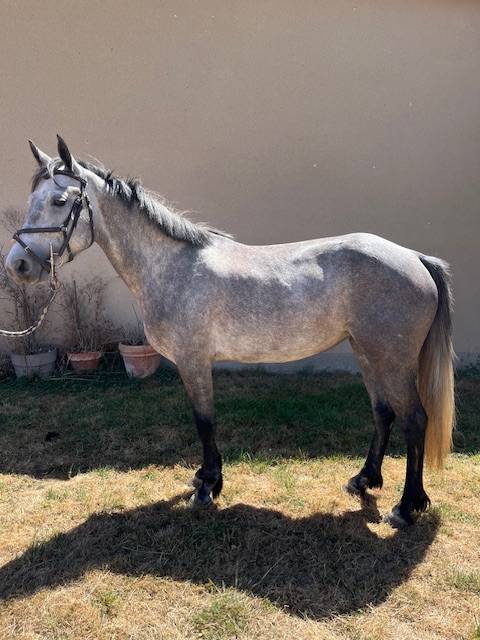 PONEY CONNEMARA FEMELLE NEE EN 2021