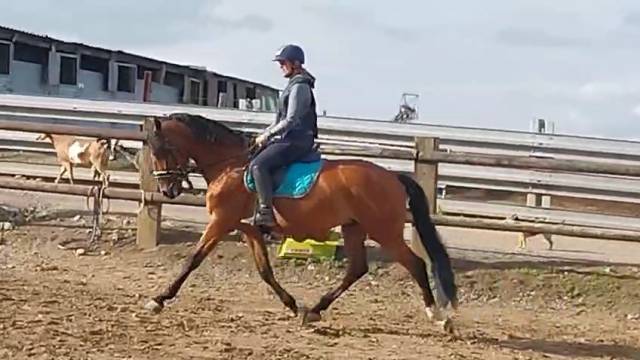 Etalon lusitalien 