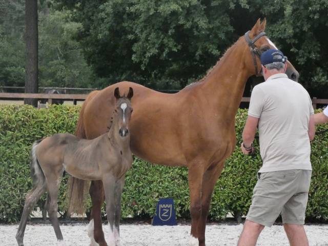 Magnifique poulain Zangersheide 