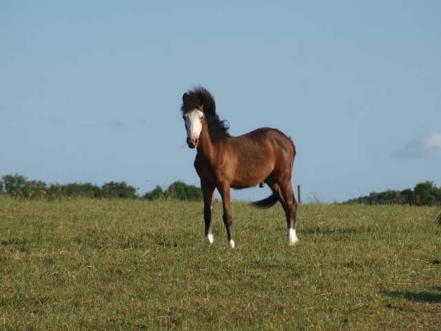 S'Oufti des Monts CV