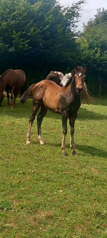 poulain