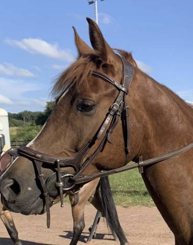 Bridon ikonic avec rênes  