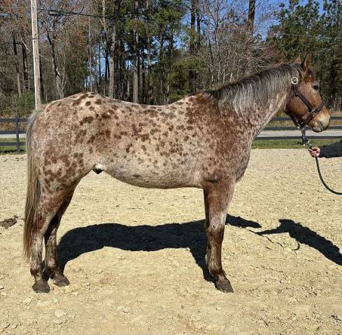 9 y/o Appaloosa Gelding, 16hh