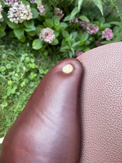 Selle Meyer 18 pommeau Marianne 2024 