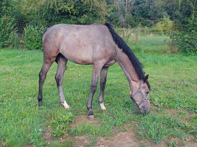 Poulain Z par Edo de Will