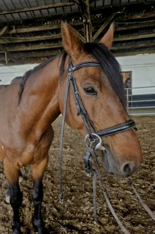 Cheval a vendre 