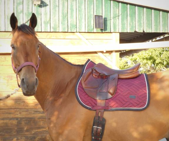 Selle monoquartier  HENRI DE RIVEL 