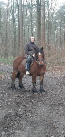 Jument ardennaise à vendre 