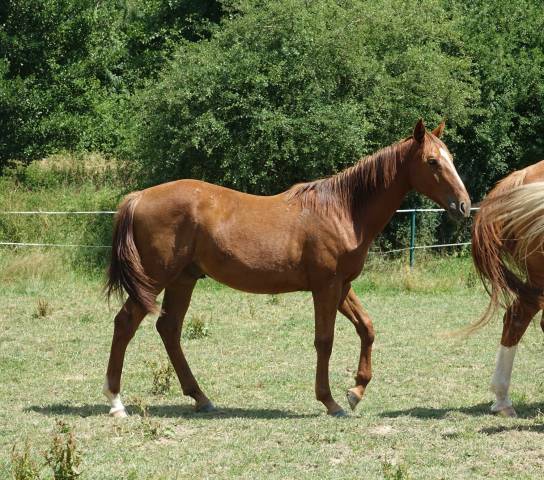 Poulain 1 an