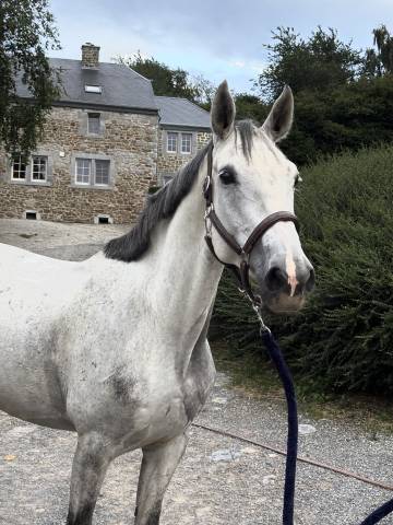 MI STAR DE TIJI Z